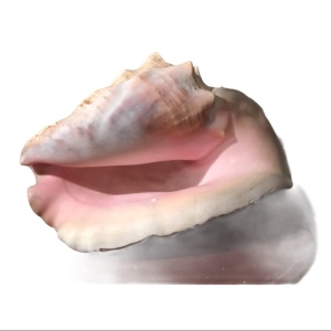 Vintage Conch shell Amazing sea find! 💗