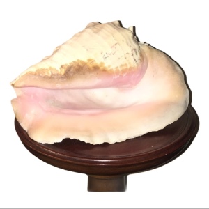 Vintage Conch shell 10”x10” Beautiful Sea find!