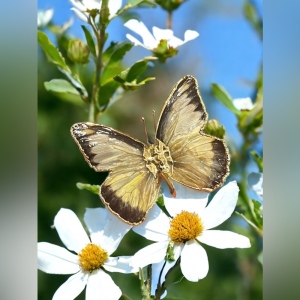 Vintage Authentic REAL BUTTERFLY gold plated Brooch pendant Handmade